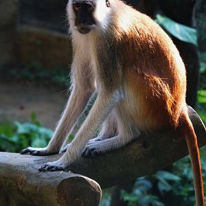 Blue Nile patas monkey