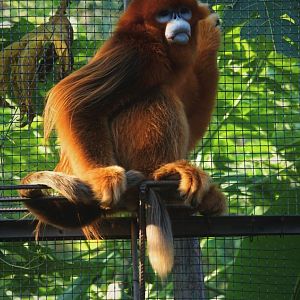 Golden snub-nosed monkey