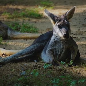 Eastern wallaroo