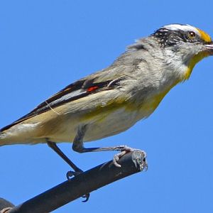 Striated pardalote