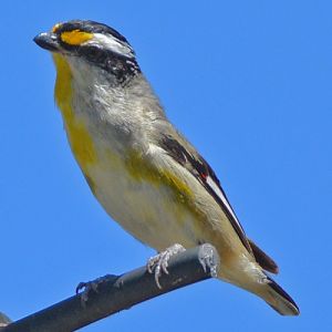 Striated pardalote.