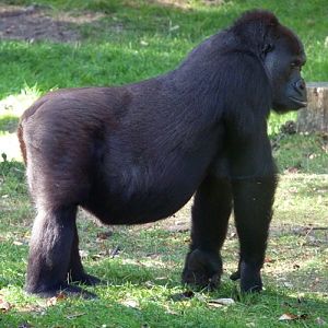 Western gorilla (Gorilla gorilla)