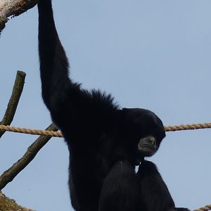 Siamang (Hylobates syndactylus)