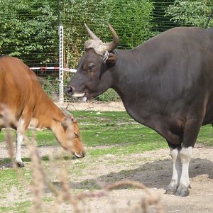 Banteng (Bos javanicus) pair