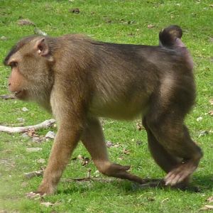 Pig-tailed macaque (Macaca nemestrina)