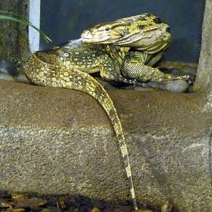 Asian water monitor (Varanus salvator)