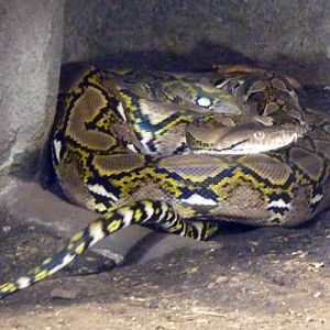 Reticulated python (Python reticulatus)