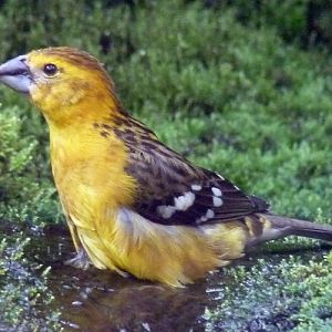 Yellow grosbeak (Pheucticus chrysopeplus) female