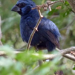 Ultramarine grosbeak (Cyanocompsa brissonii)