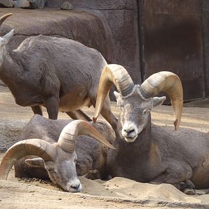 California bighorn sheep (Ovis canadensis californiana)