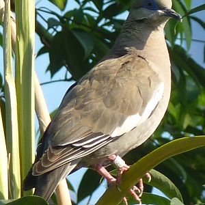 White-winged dove (Zenaida asiatica)