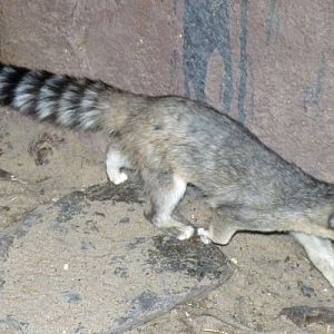 Ringtail (Bassariscus astutus)