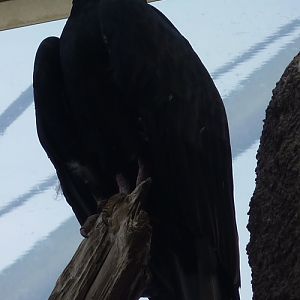 Turkey vulture (Cathartes aura)