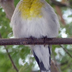 Lawrence's goldfinch (Carduelis lawrencei)