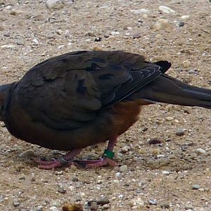 Socorro dove (Zenaida graysoni)