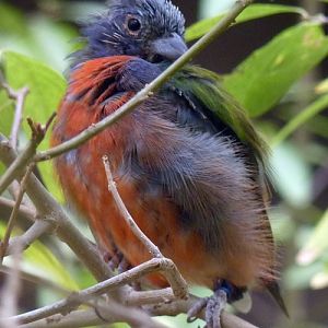 Painted bunting (Passerina ciris)