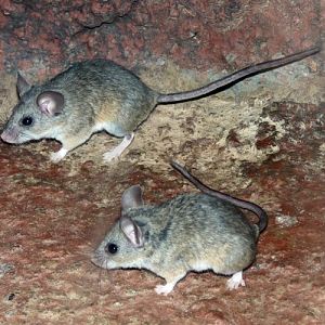 Cactus mice (Peromyscus eremicus)