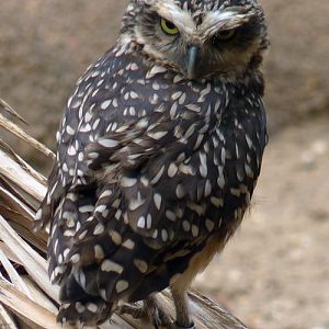 Burrowing owl (Athene cunicularia)