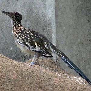 Greater roadrunner (Geococcyx californianus)