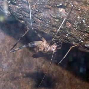 African cave cricket (Phaeophilacris geertsi)