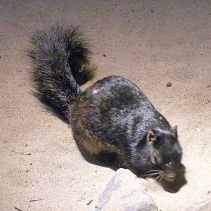 Common rock squirrel (Spermophilus variegatus)