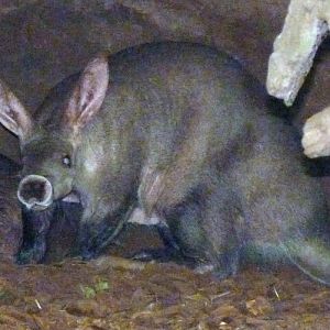 Aardvark (Orycteropus afer)
