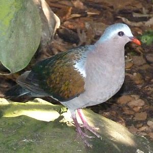 Emerald dove (Chalcophaps indica)