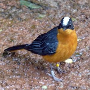 Snowy-crowned robin chat (Cossypha niveicapilla)