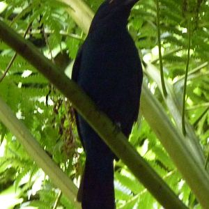 Asian fairy bluebird (Irena puella) female