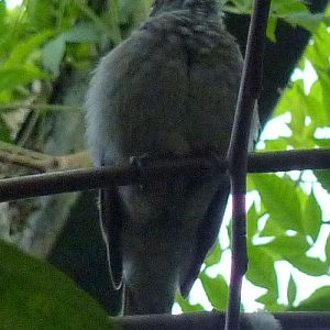 Screaming piha (Lipaugus vociferans)