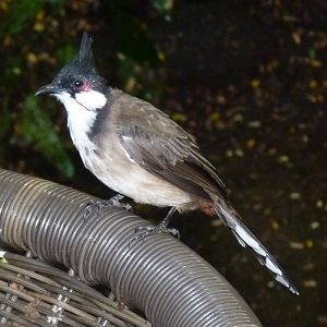 Red-whiskered bulbul (Pycnonotus jocosus)