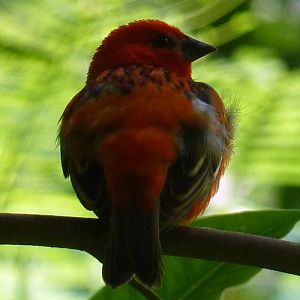 Red fody (Foudia madagascariensis)