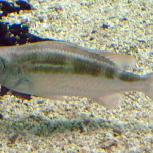 Striped monocle bream (Scolopsis lineata)