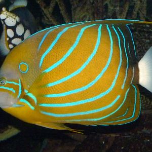 Blue ring angelfish (Pomacanthus annularis)