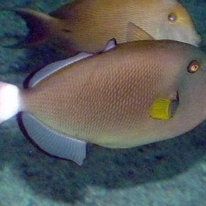 Pinktail triggerfish (Melichthys vidua)