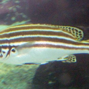 Lesson's thicklips (Plectorhinchus lessonii)