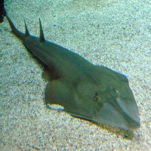 Blackchin guitarfish (Rhinobatos cemiculus)