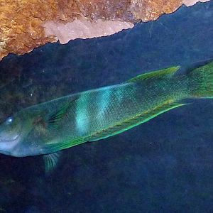 Tripletail wrasse (Cheilinus trilobatus)
