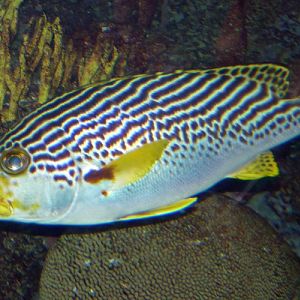 Yellow-banded sweetlips (Plectorhinchus lineatus)
