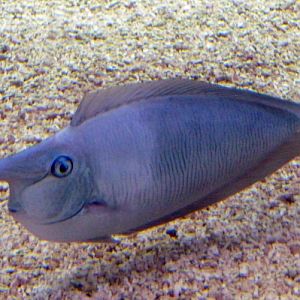 Spotted unicornfish (Naso brevirostris)