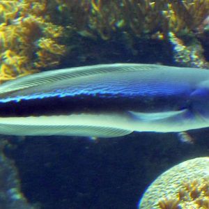 Blue torpedo goby (Malacanthus latovittatus)