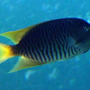 Spotbreast angelfish (Genicanthus melanospilos) male