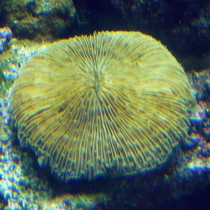 Common mushroom coral (Fungia fungites)