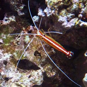 White-striped cleaner shrimp (Lysmata amboinensis)
