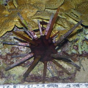 Slate pencil urchin (Heterocentrotus mammillatus)