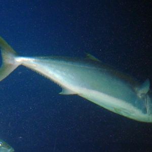 Yellowtail amberjack (Seriola lalandi)