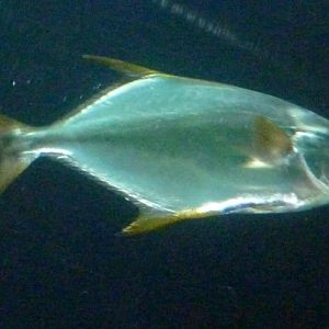 Snubnose pompano (Trachinotus blochii)