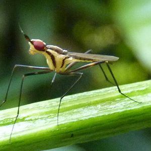 Black-lined cactus fly (Telostylinus lineolatus)