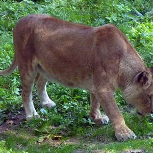 Lion (Panthera leo) female
