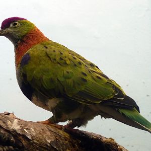 Superb fruit dove (Ptilinopus superbus)